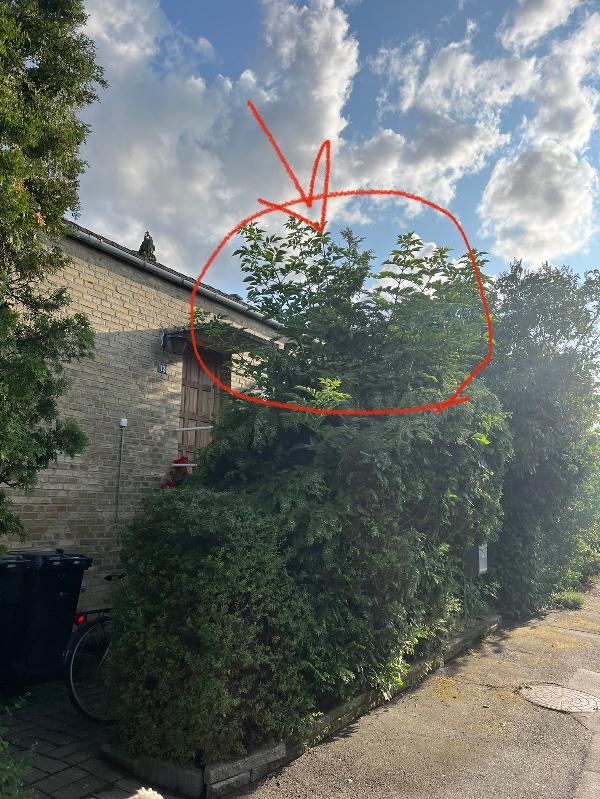 Klipning af hæk, og fjernelse af ukrudt ved fortov