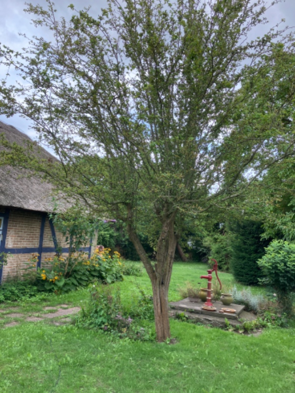 Hækkeklipning og beskæring (tjørn)