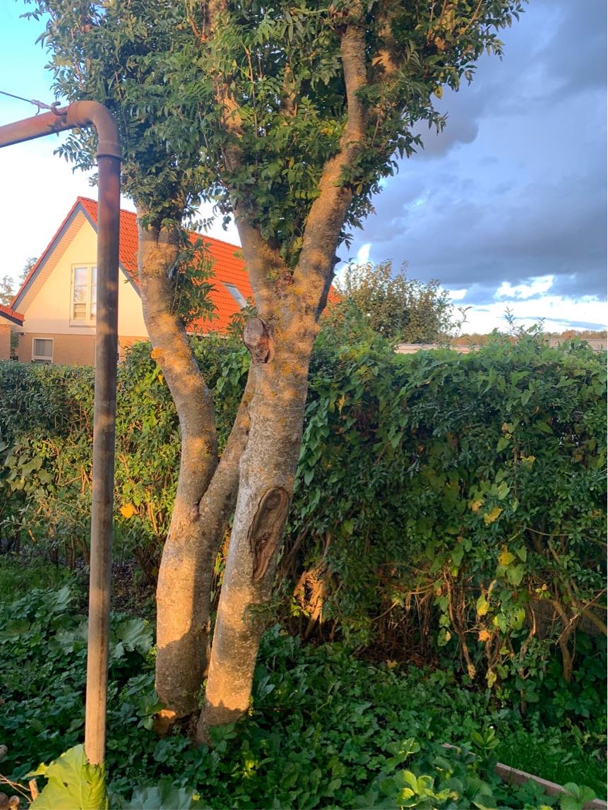 Træ fælding