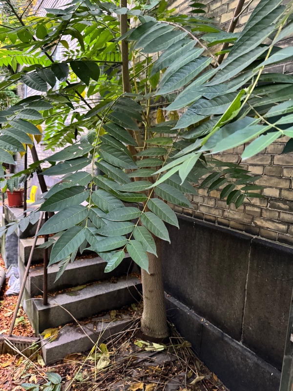 Nedskæring af planter/træ