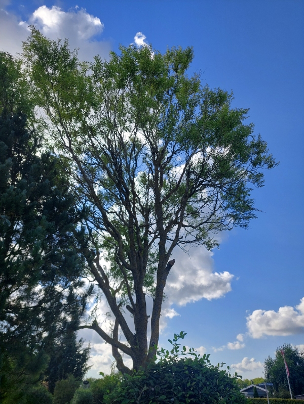 Beskæring af piletræ
