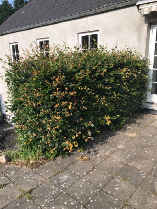 Klipning af bøgehæk