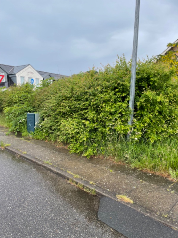 Klipning og trimning af have