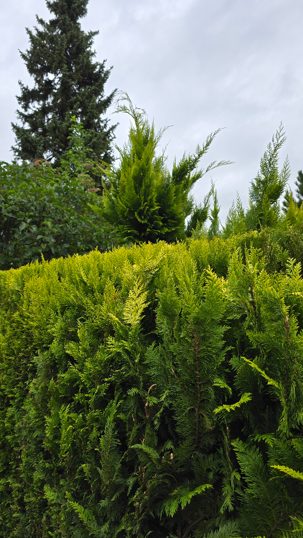 Klipning af top af hække