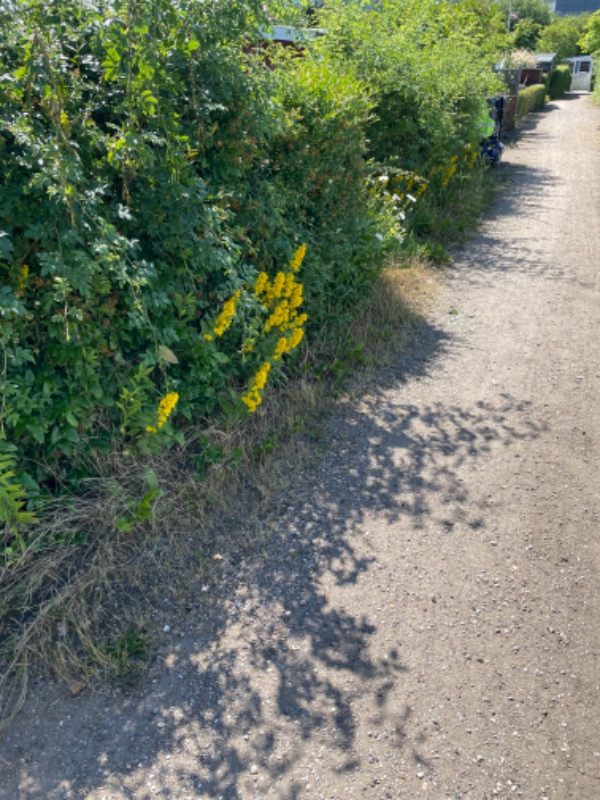 Opgravning og fjernelse af hæk