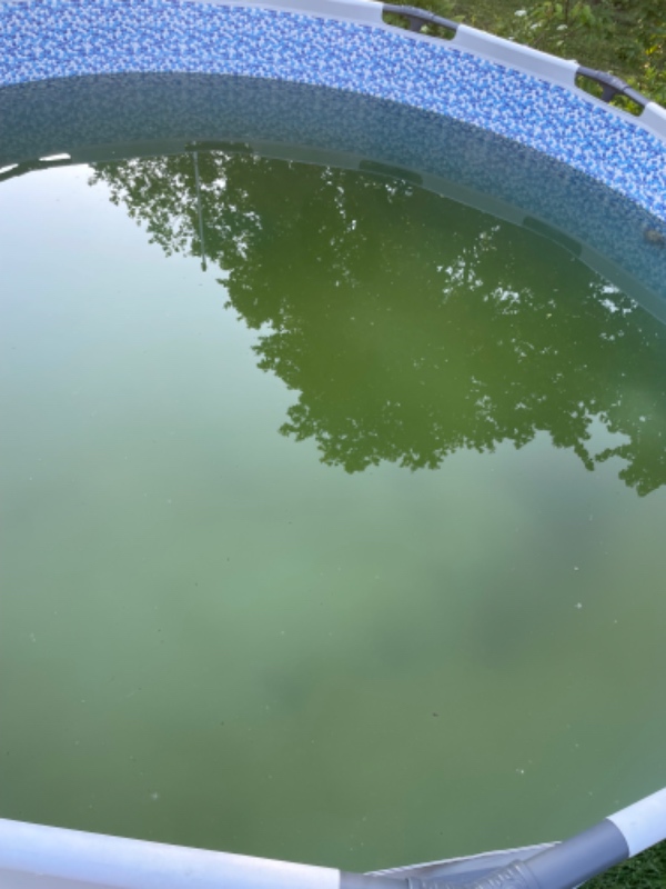 Rengøring af pool med alger