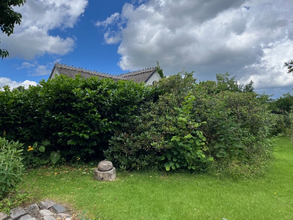 Fjernelse af buske og ukrudt