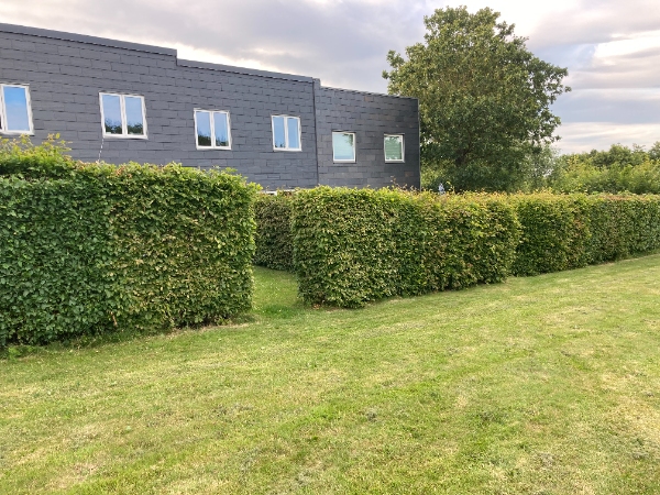 Bøgehæk - kun klipning af top - 90 meter