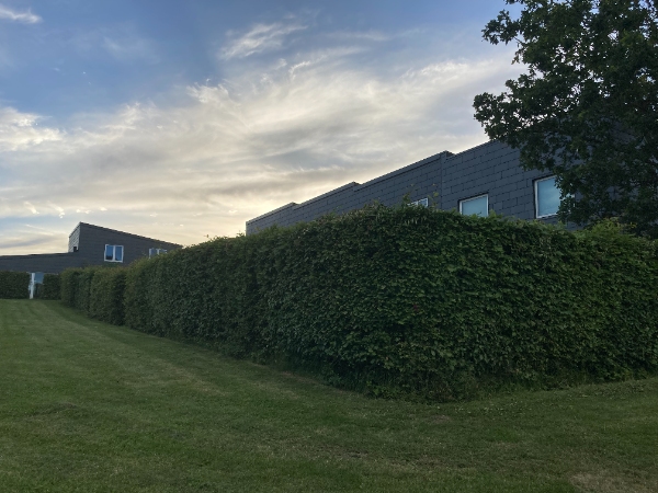 Bøgehæk - kun klipning af top - 90 meter