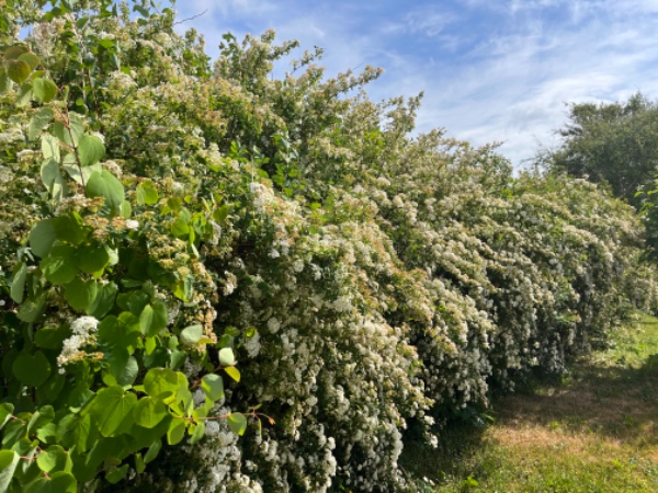 Hæk- og træbeskæring