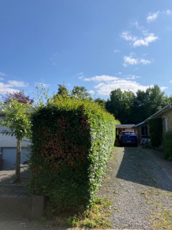 60-70 meter hæk. 2,50m høj. Skal beskæres 50-70 cm ned.Det er kun toppen der skal tages