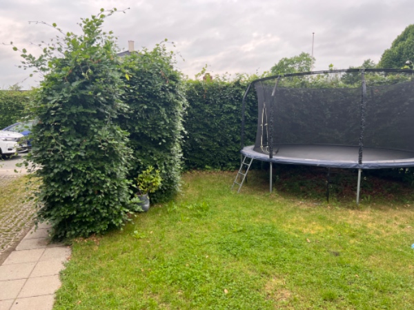 Bøgehæk klipning og grenfjernelse