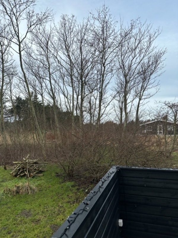 Topbeskæring af løvtræer