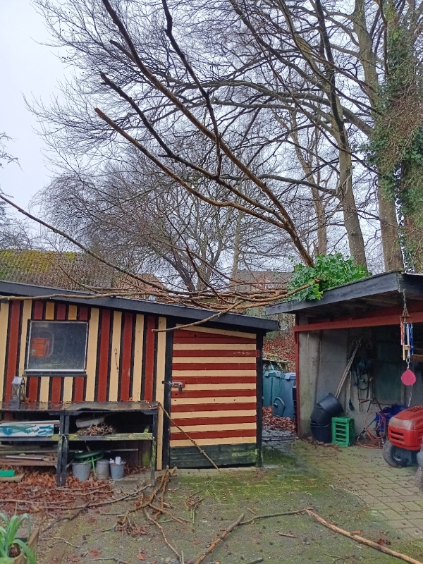 fjerne et væltet træ