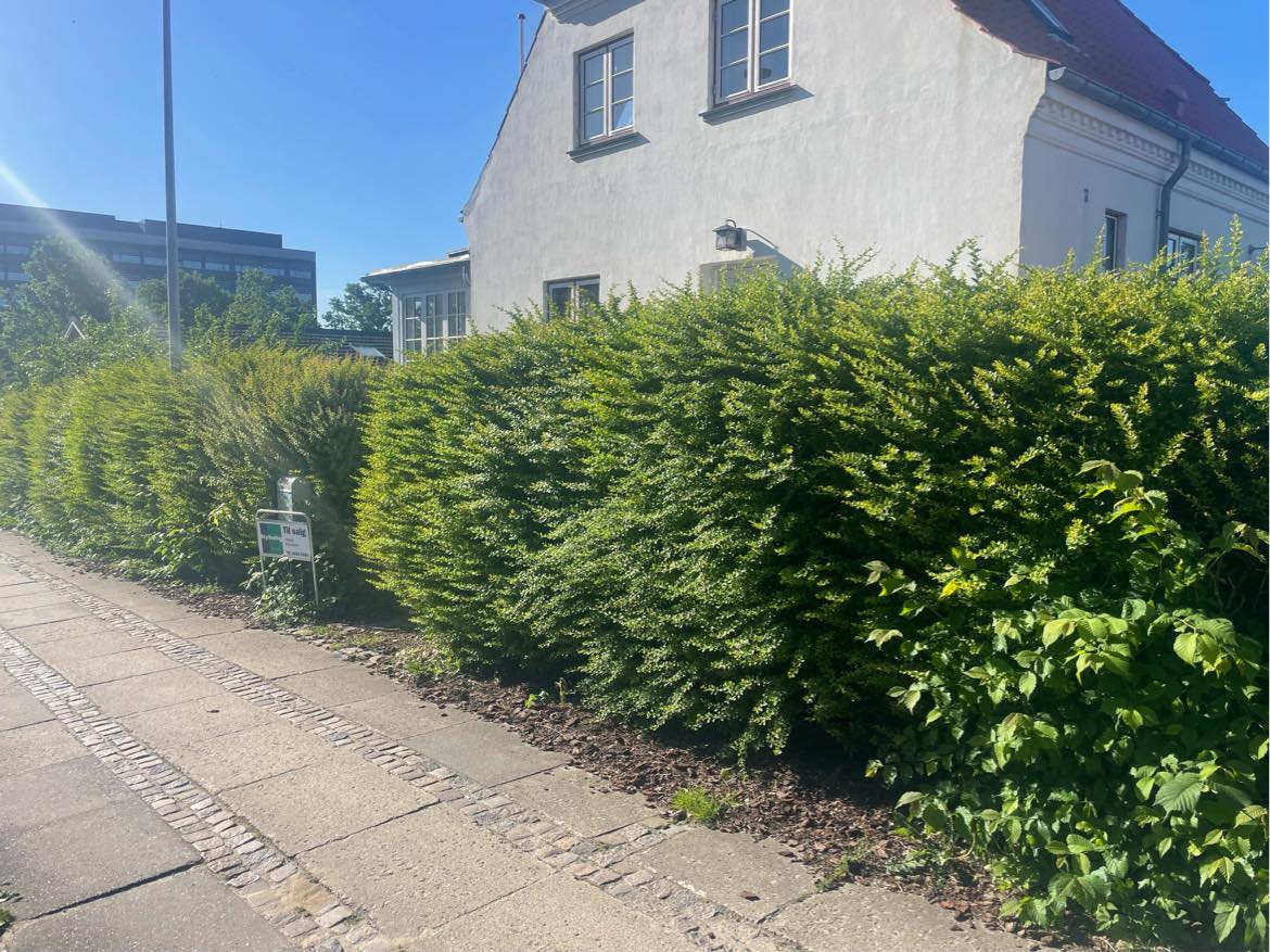 Klippe hæk og luge ukrudt