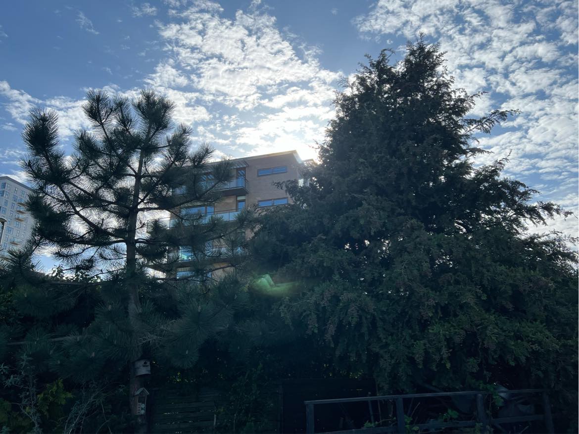 Beskæring af træer