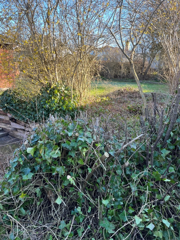 Træfældning og rodfræsning