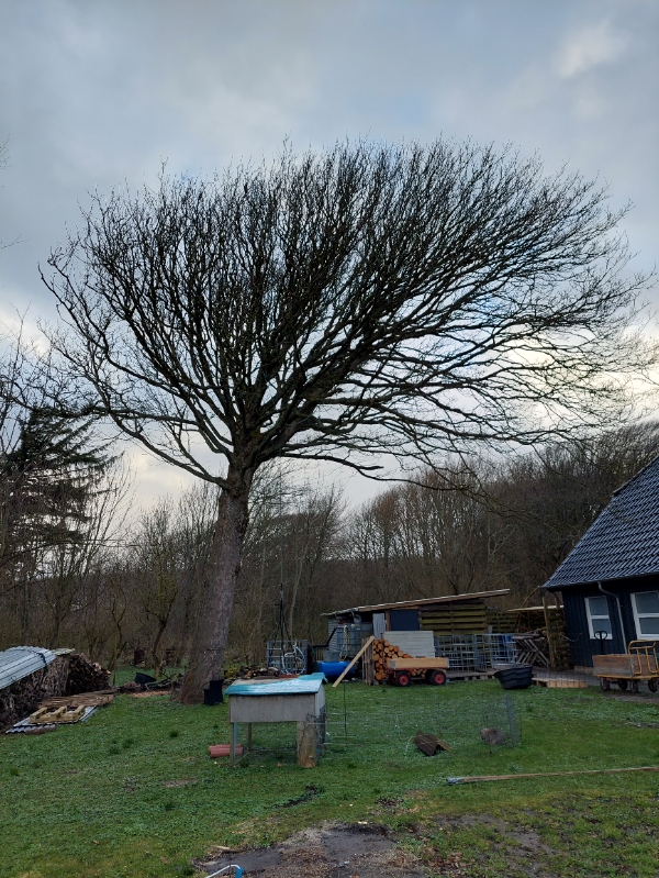 Fældning af ahorntræ