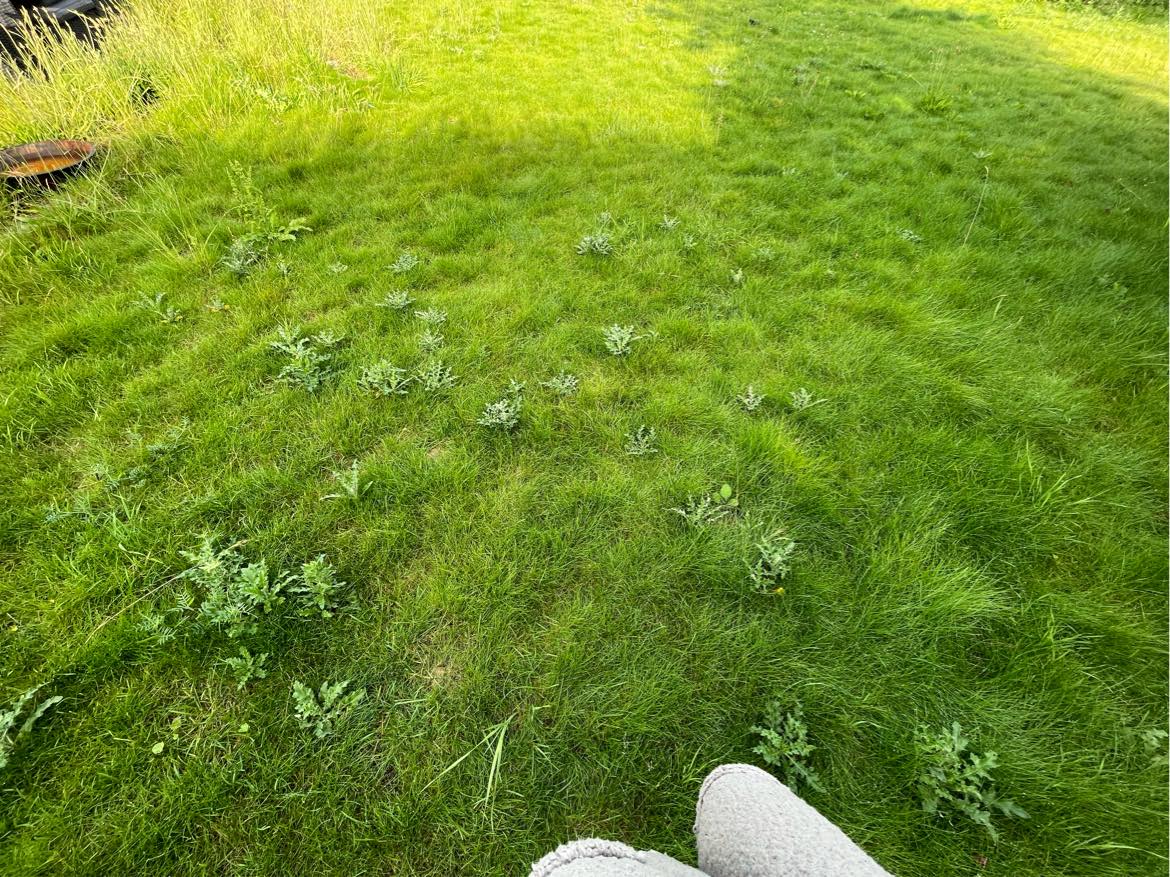 Ukrudtsfjernelse i forsømt have