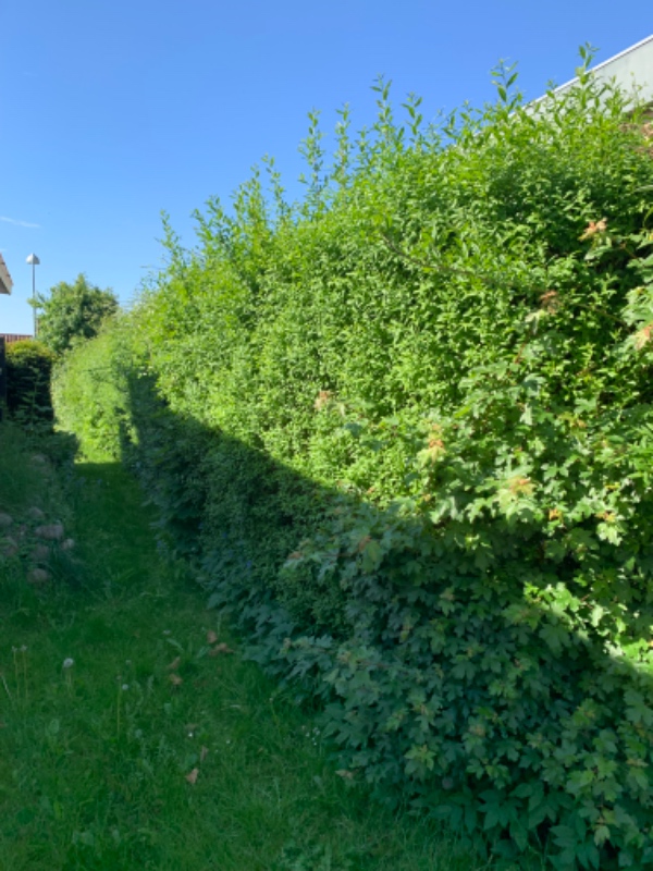 Hækklipning og affaldsfjerning