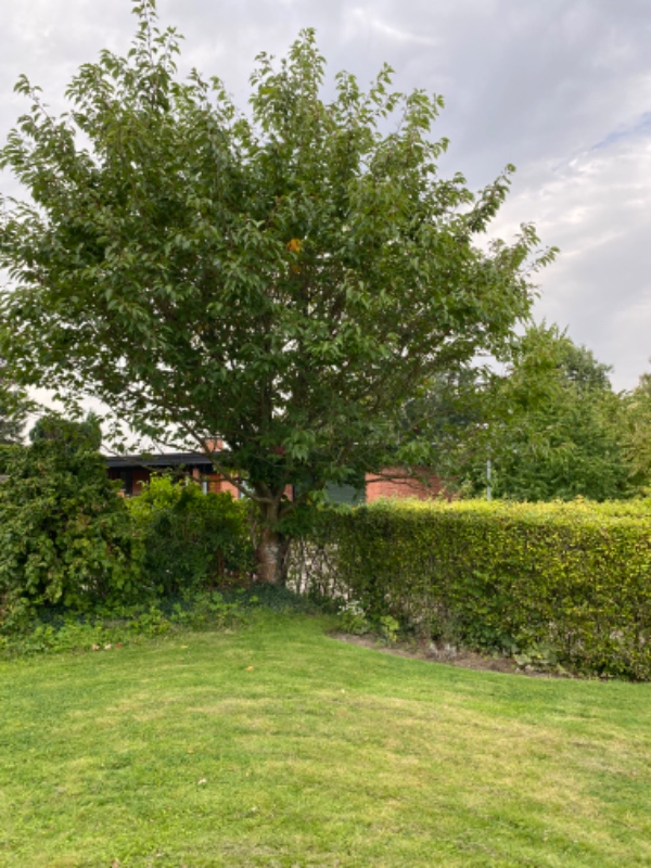 Beskæring af frugttræer og hæk