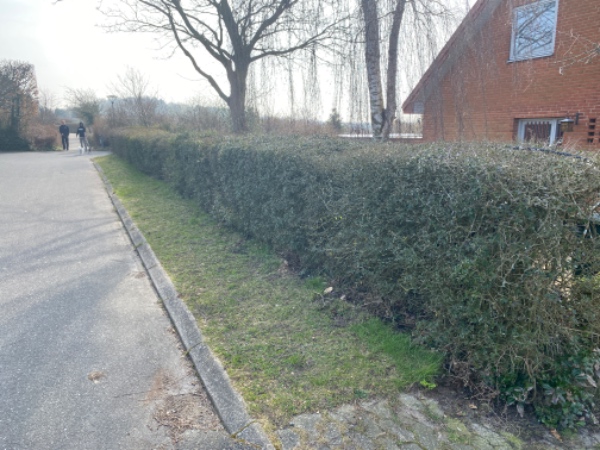 Beskæring af overgroet hæk