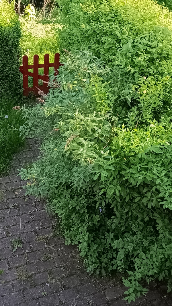 Havearbejde og flise-rensning