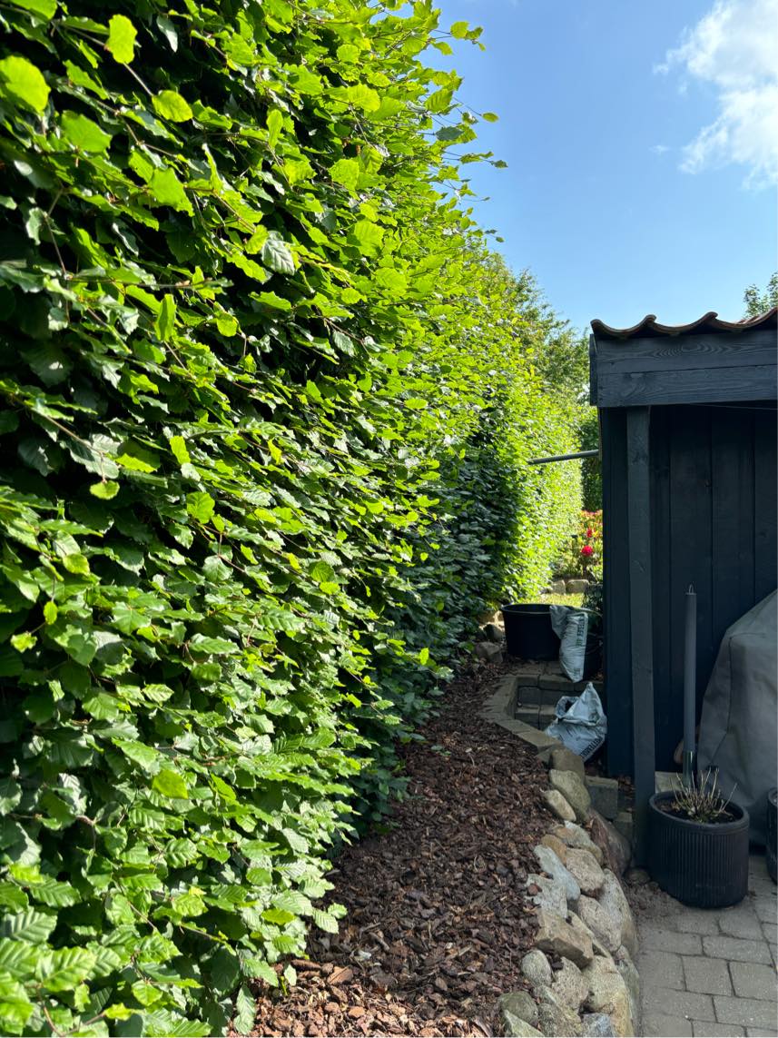 Klippet hæk + kørt det væk