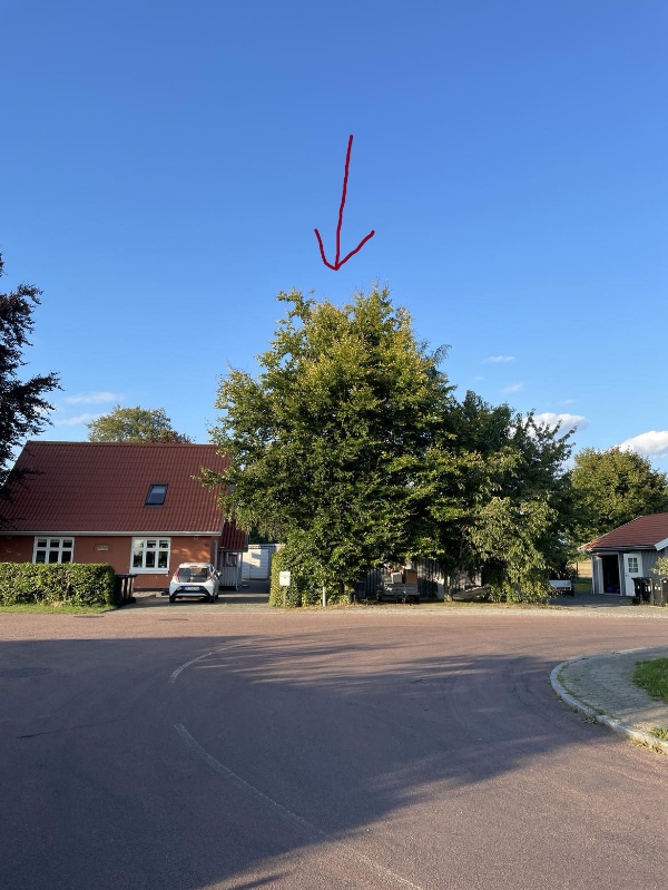 Fældning af 3 træer