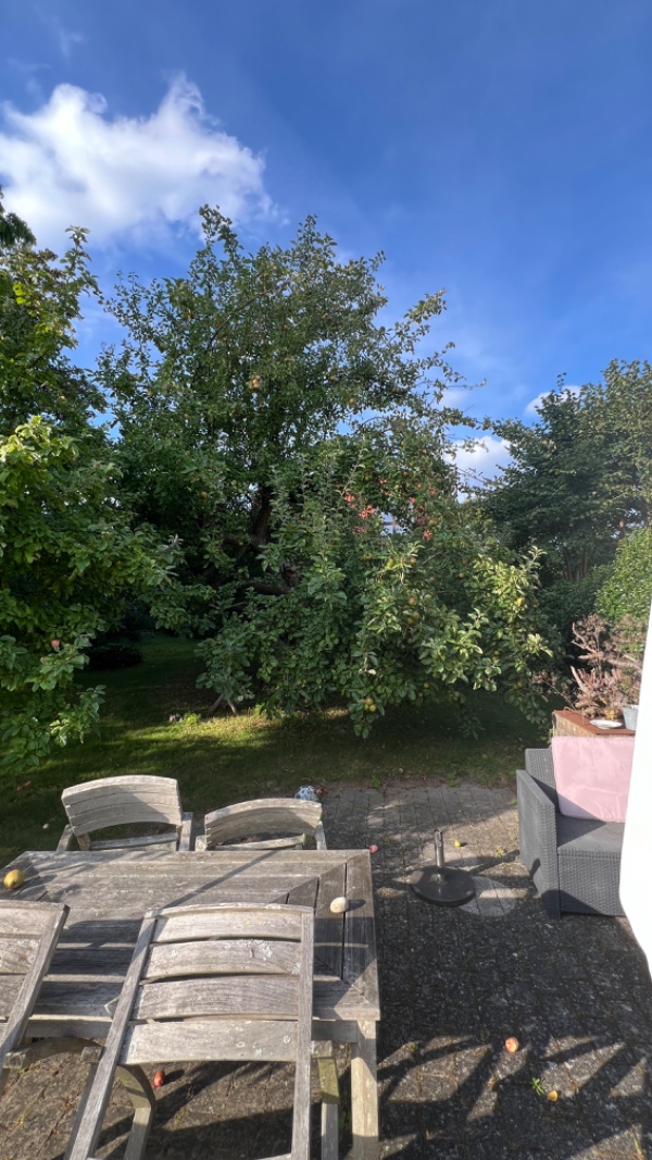 Beskæring af æbletræer og hæk