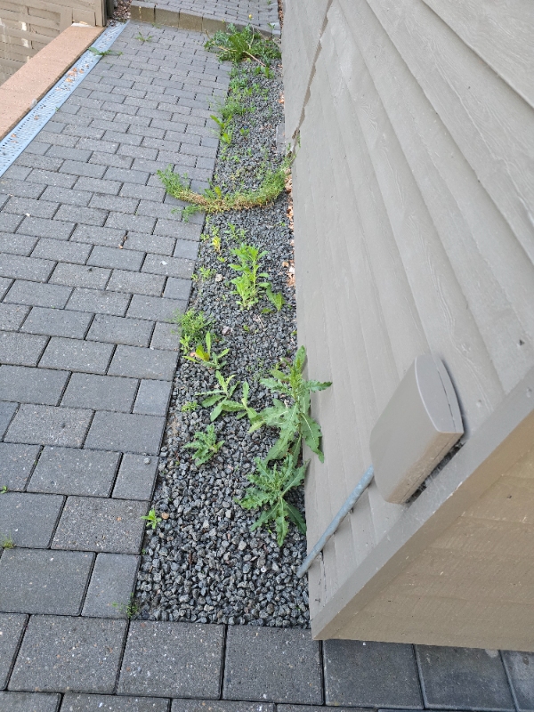 Klargøring af havebede