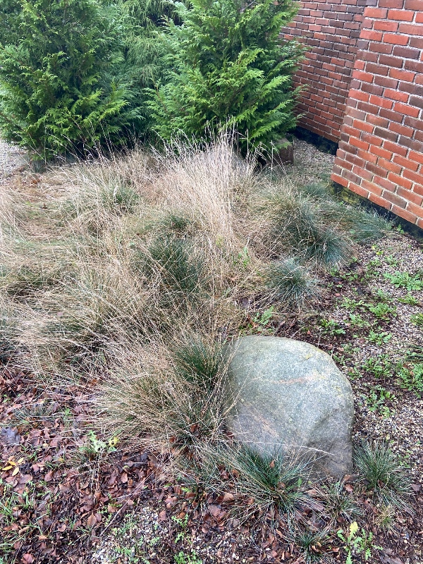 Ukrudtsdug og perlesten