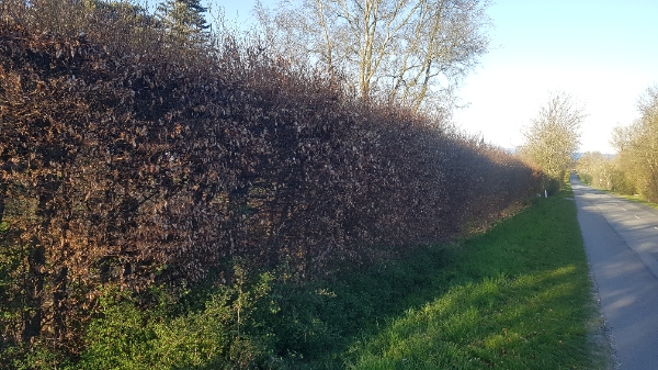 klippet højt bøgehæk