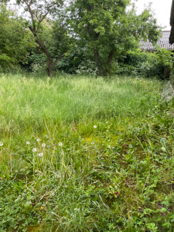 Klipning og trimning af have