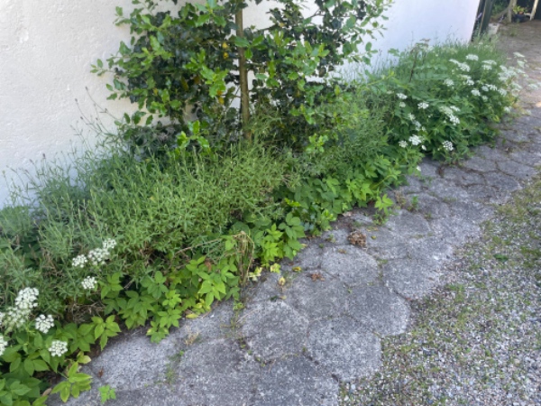 Lugning og fjernelse af efeu