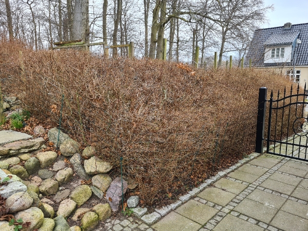 Fjernelse og bortskaffelse af busk