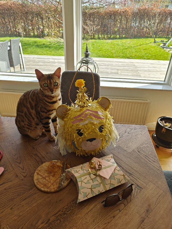 Pasning af kat: foder, vand, kattebakke