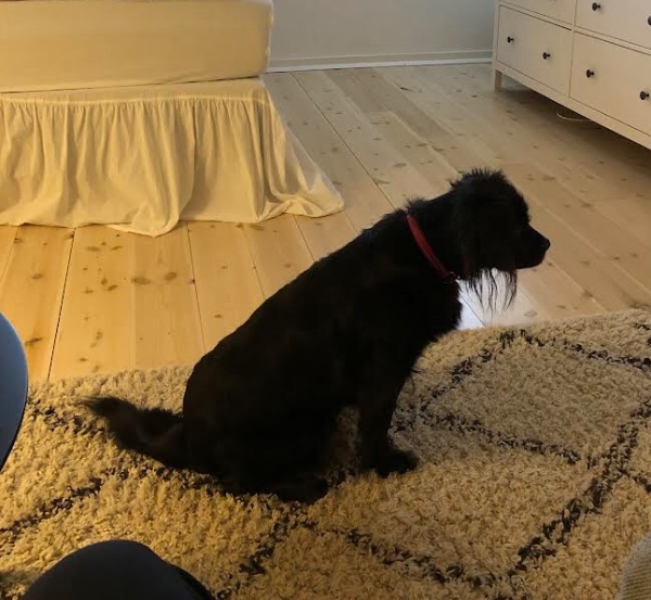 Vi har brug for at få passet vores King Charles cavelier hund. Gerne nær Skødstrup 