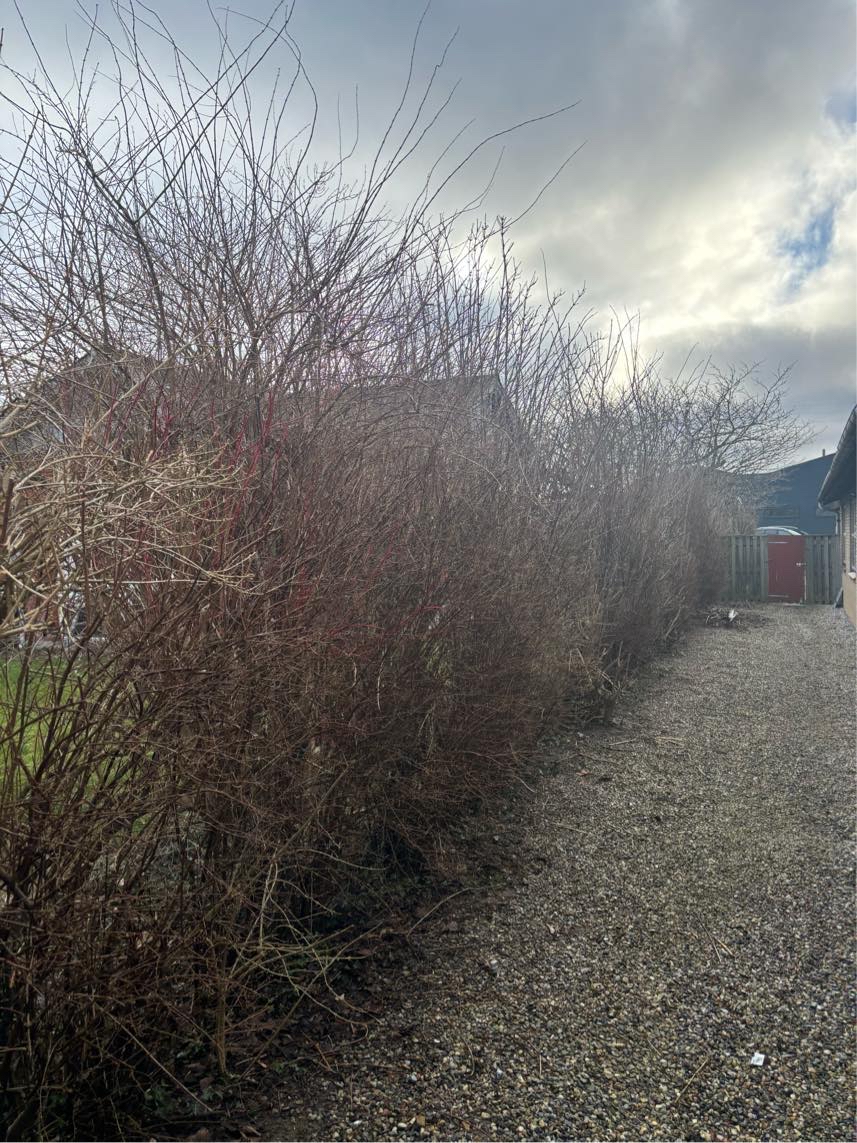 Hæk klipning top kapning fjern affald