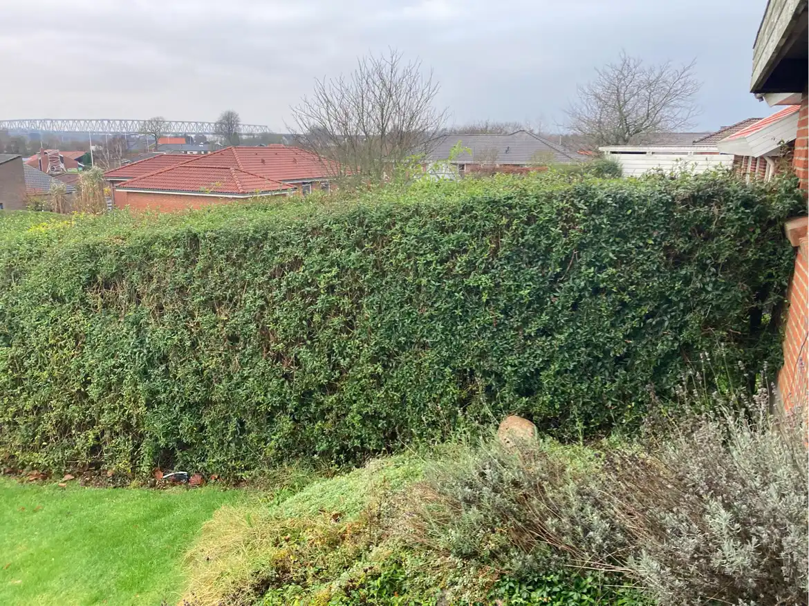 Kraftig beskæring af hæk og træer