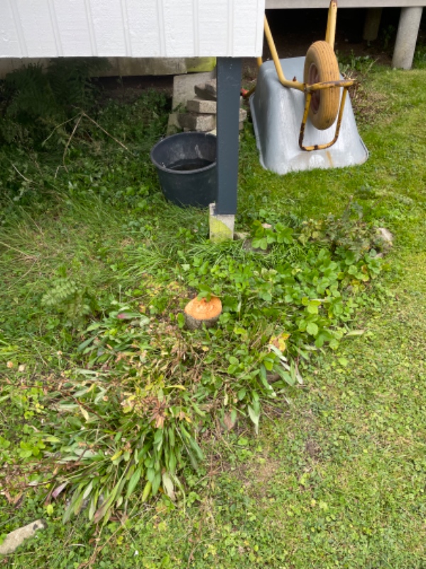 7 små stubbe og ca 2m ligusterhæk fjernes/fræses. Ca 6kv urtehave fjernes og jævnes