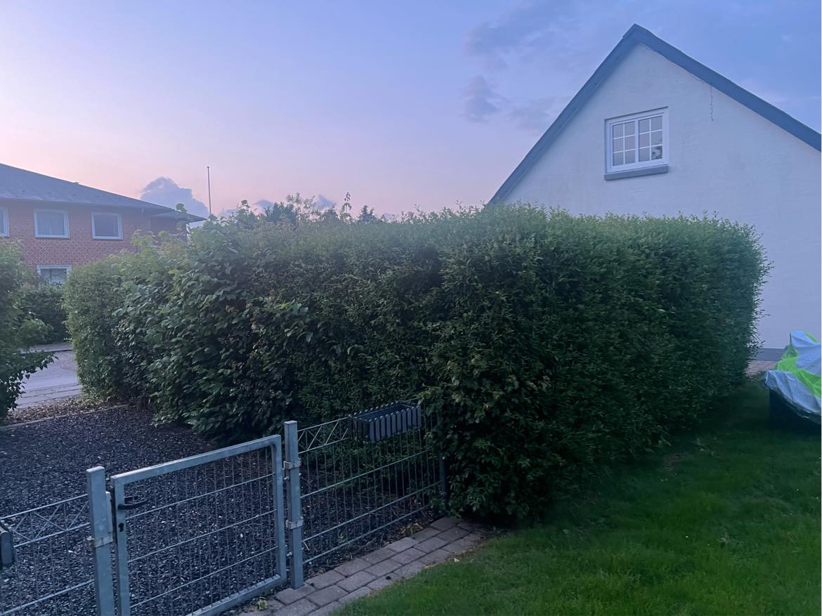 Hækklipning og beskæring af træer