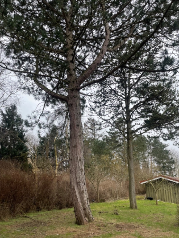 Fældning af fire grantræer