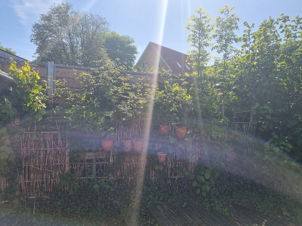 Nedklipning af hegn/hæk og bort skadtnimg