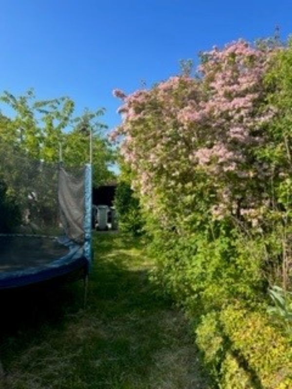 hæk, græsplæne, træer og buske, der er nok at gå i gang med