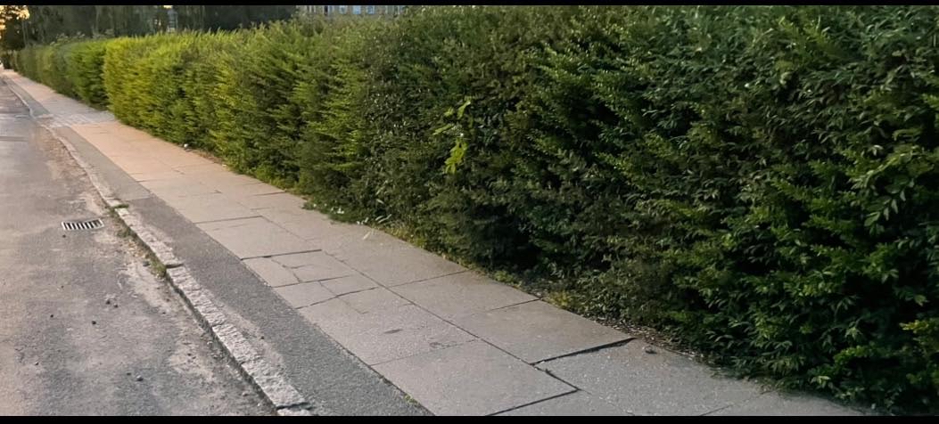 Hækkeklipning af 154 meter lang hæk ca 1,80 m høj. Affald bortskaffes