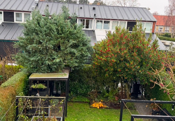 Trimning af 2 træer