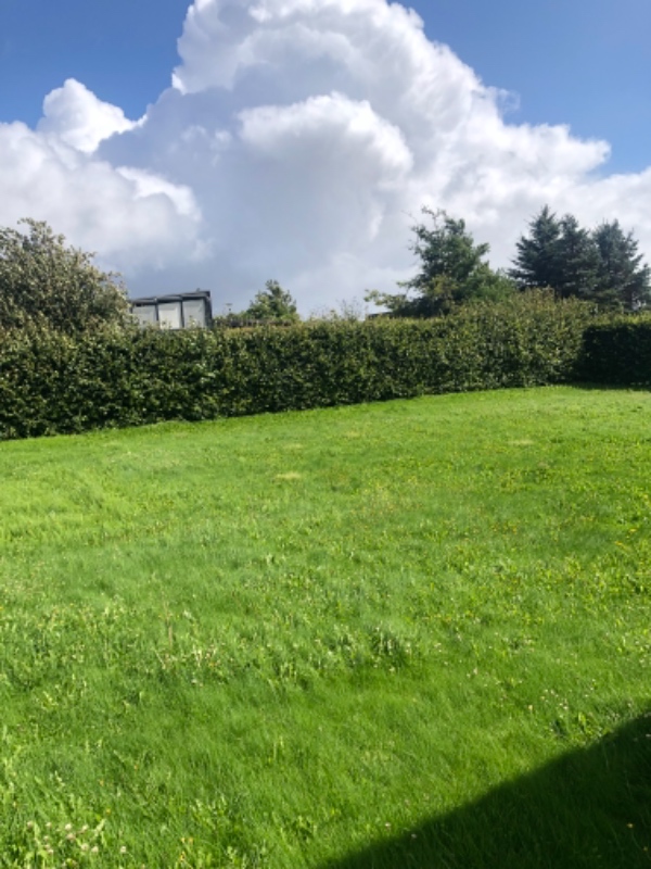 Græs, hæk, ukrudt, fliser.