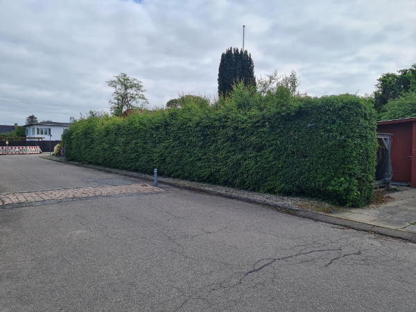 Hækklipning 25m - nedklipning