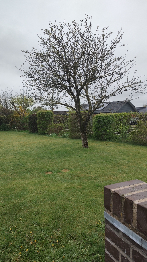 Fældning og bortskaffelse af træer